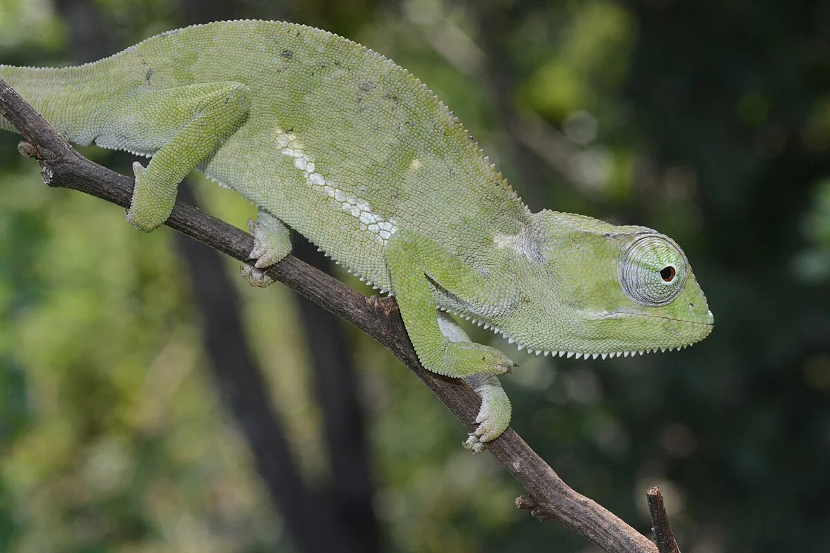 Chameleónovité