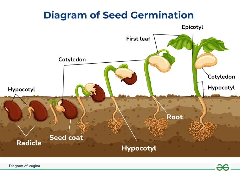 germinatoire