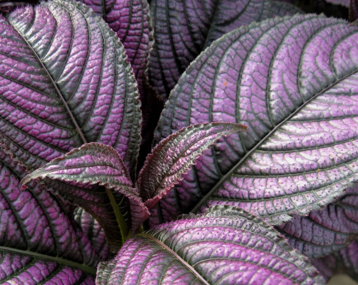 Purple Leaf Foliage Plants: Stunning Varieties, Care Tips & Landscape Uses